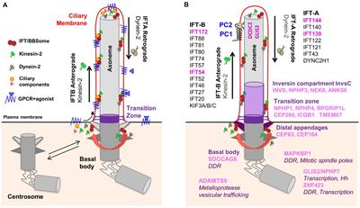 Renal Ciliopathies: Sorting Out Therapeutic Approaches for Nephronophthisis